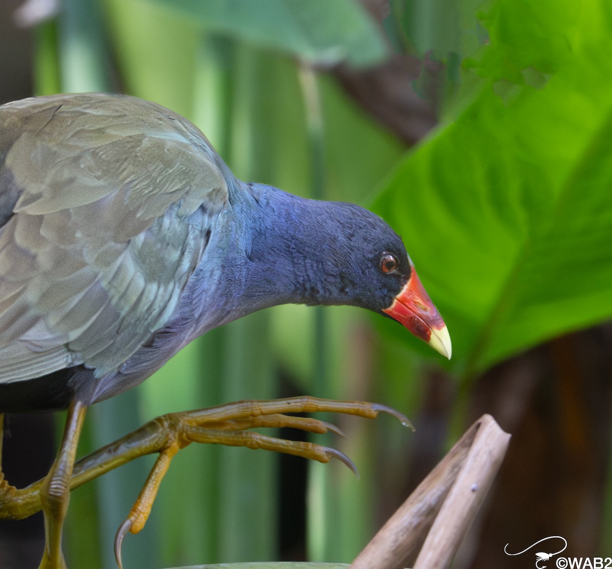 Purple Gallinule - ML646981566
