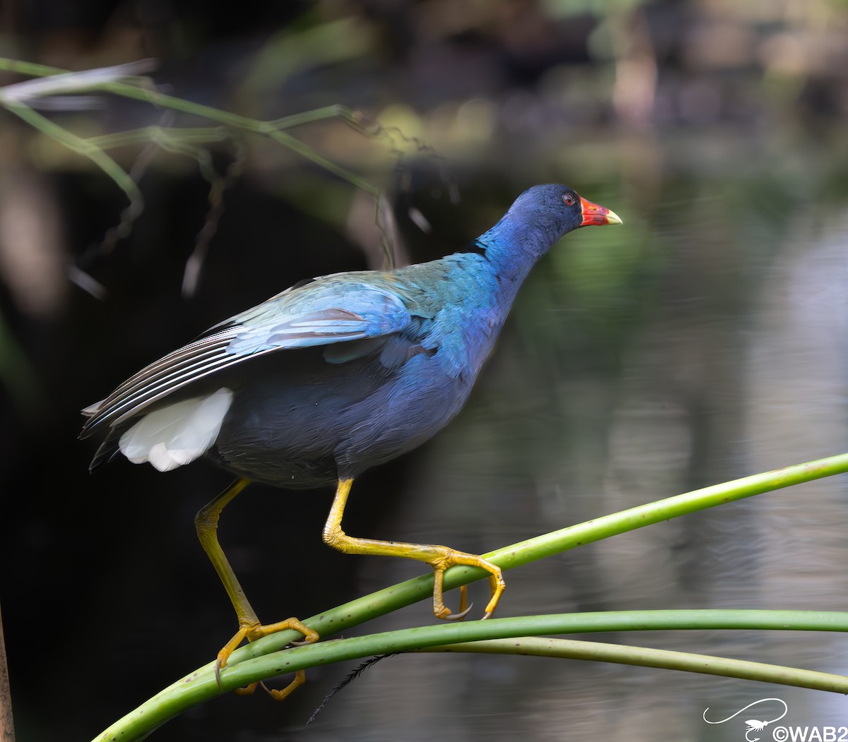 Purple Gallinule - ML646981567