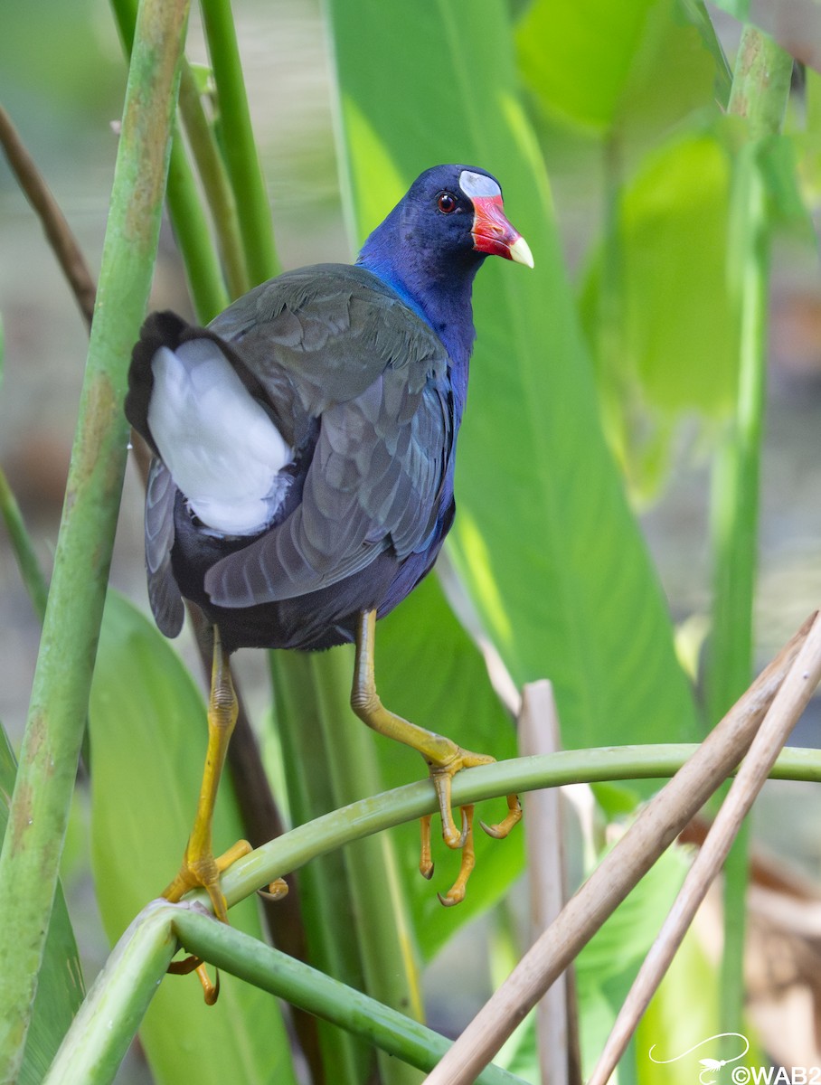 Purple Gallinule - ML646981568