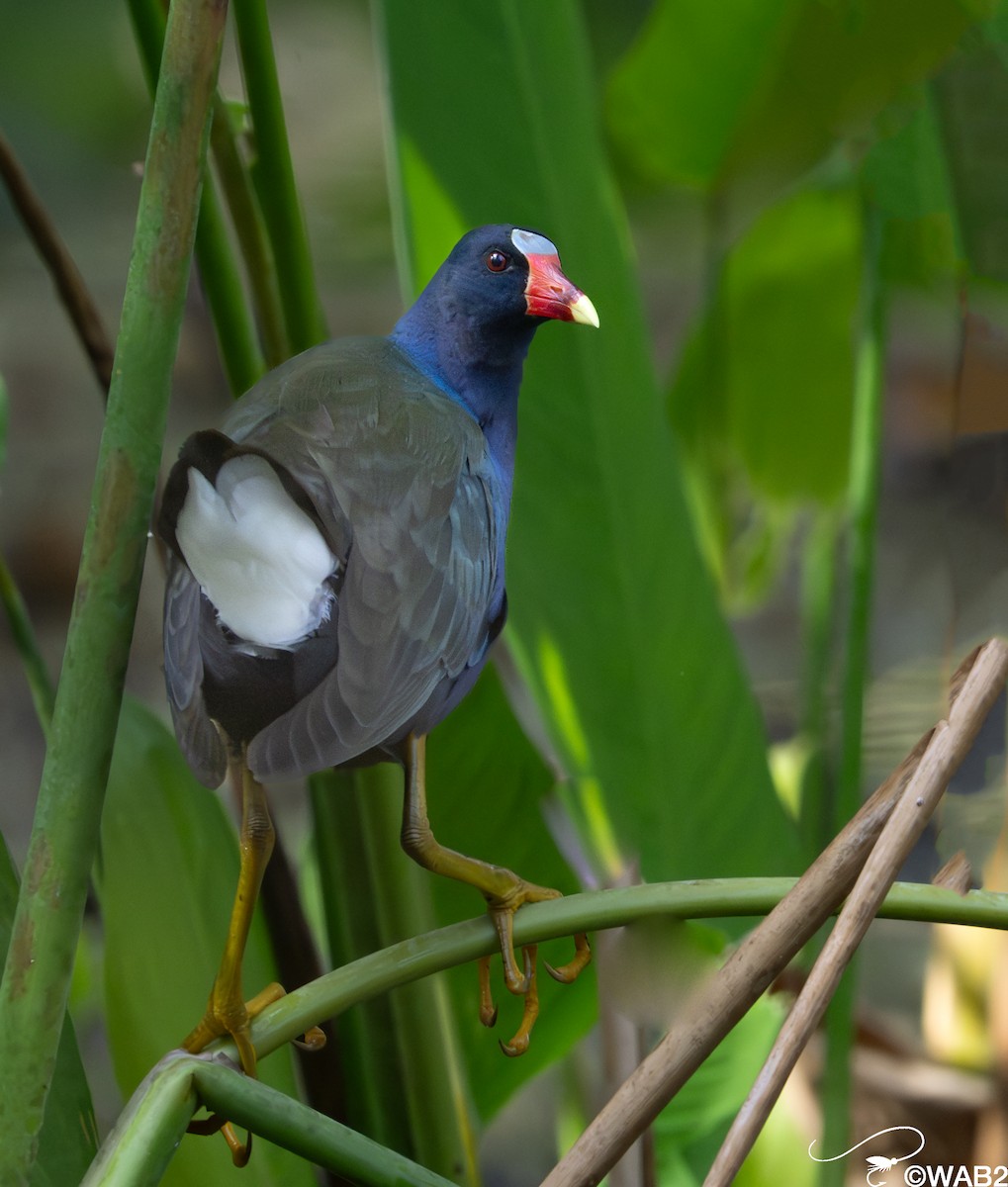 Purple Gallinule - ML646981569