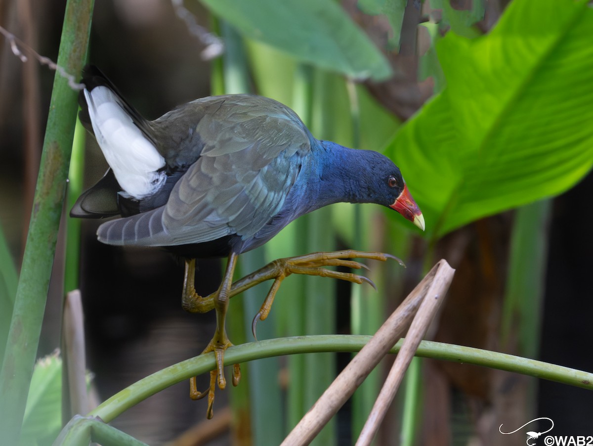 Purple Gallinule - ML646981570