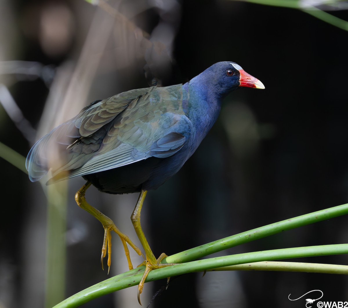 Purple Gallinule - ML646981571