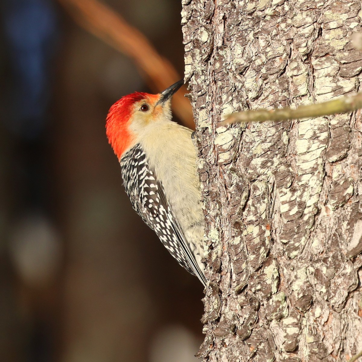 Pic à ventre roux - ML646981573