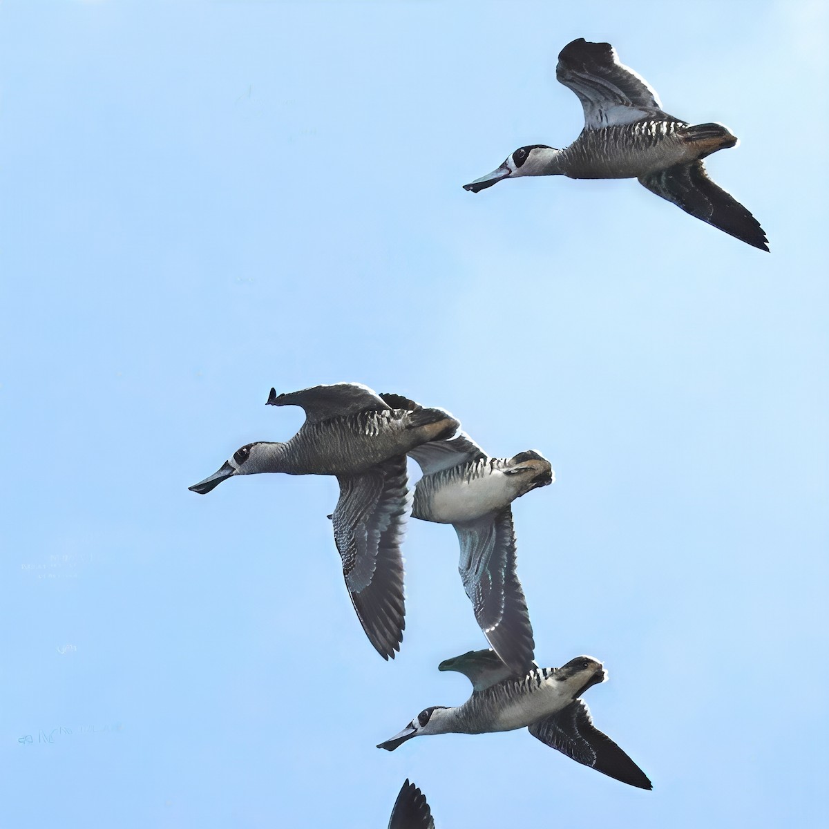 Pink-eared Duck - ML646981575