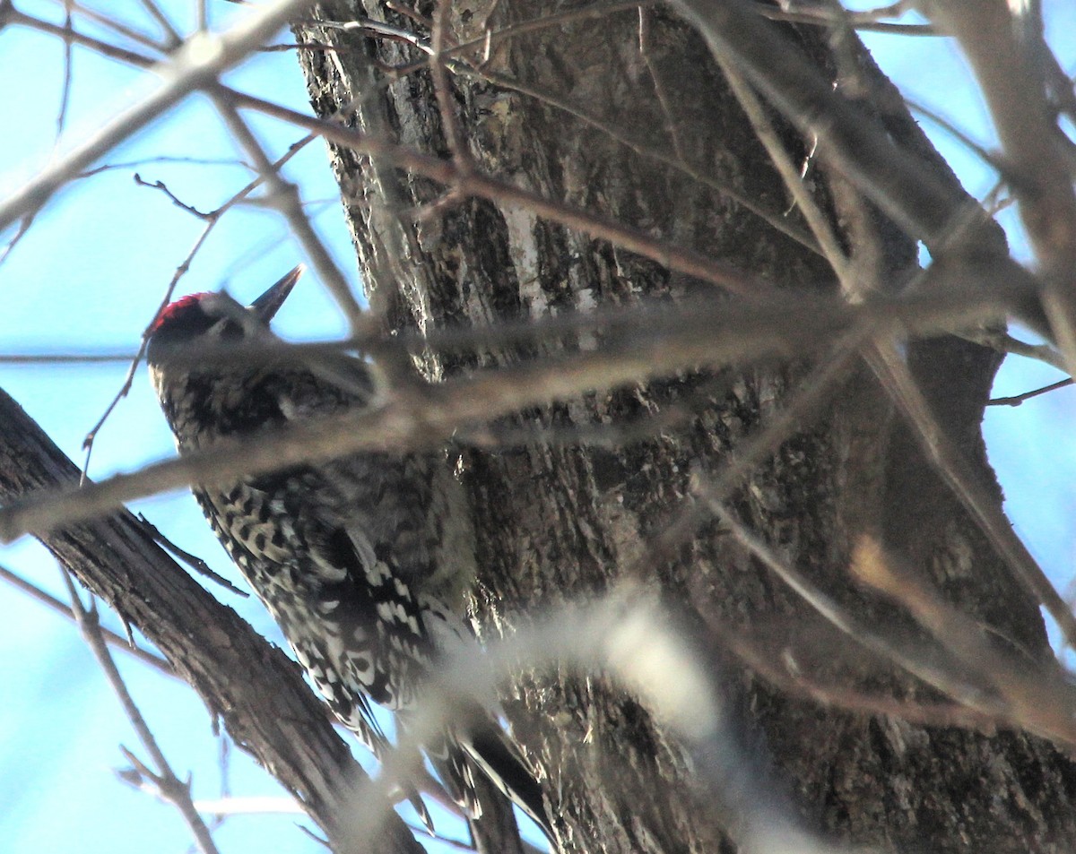 Yellow-bellied Sapsucker - ML646981577