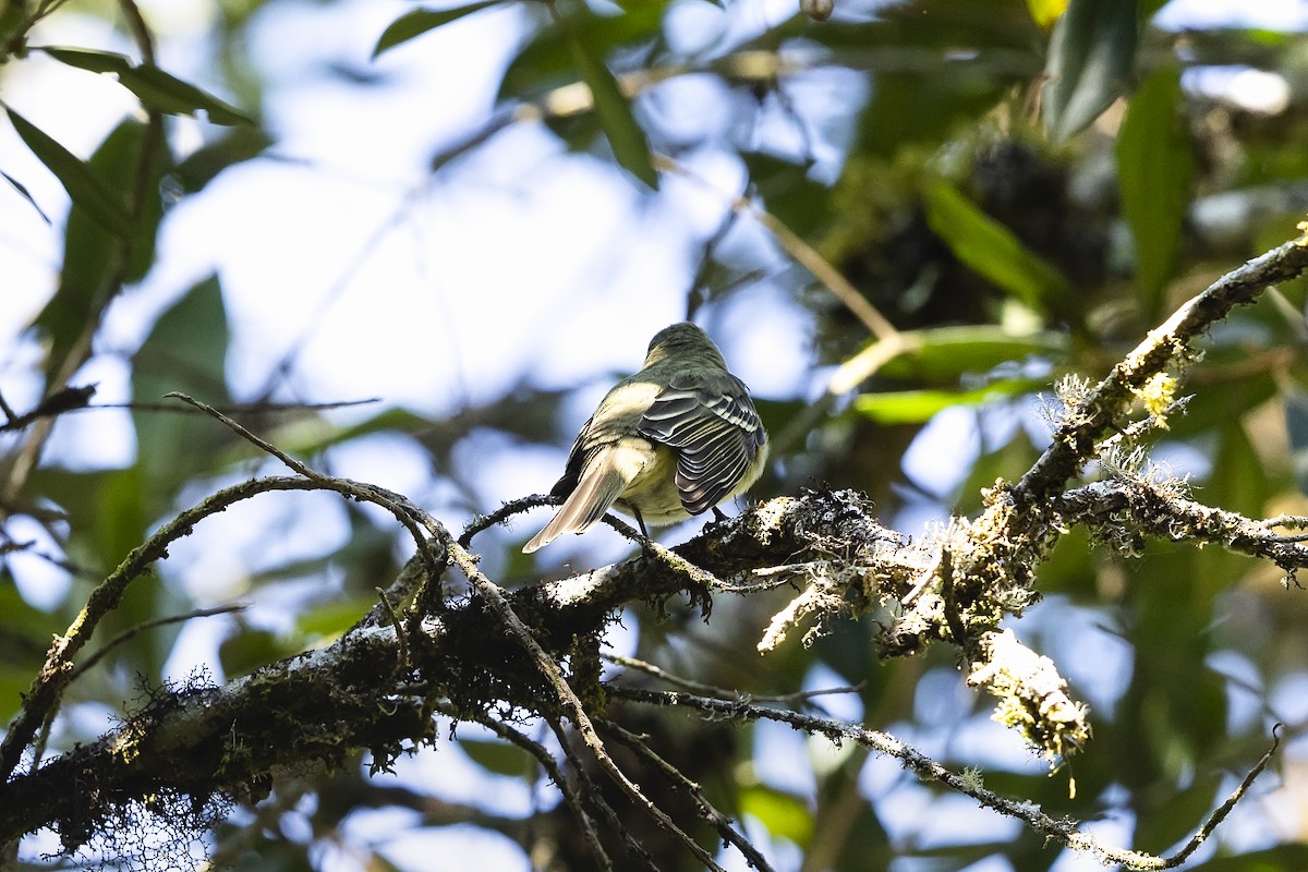 Olivaceous Elaenia - ML646981580