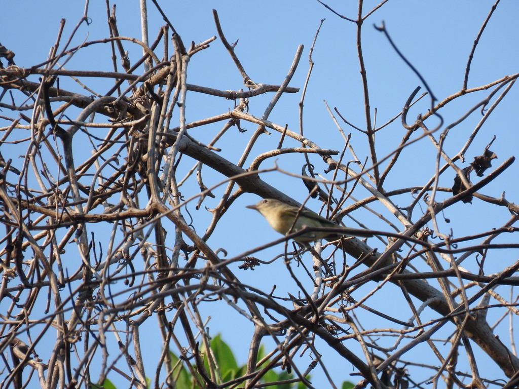 Vireo sp. - ML646981581