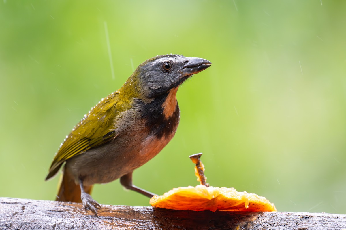 Buff-throated Saltator - ML646981583