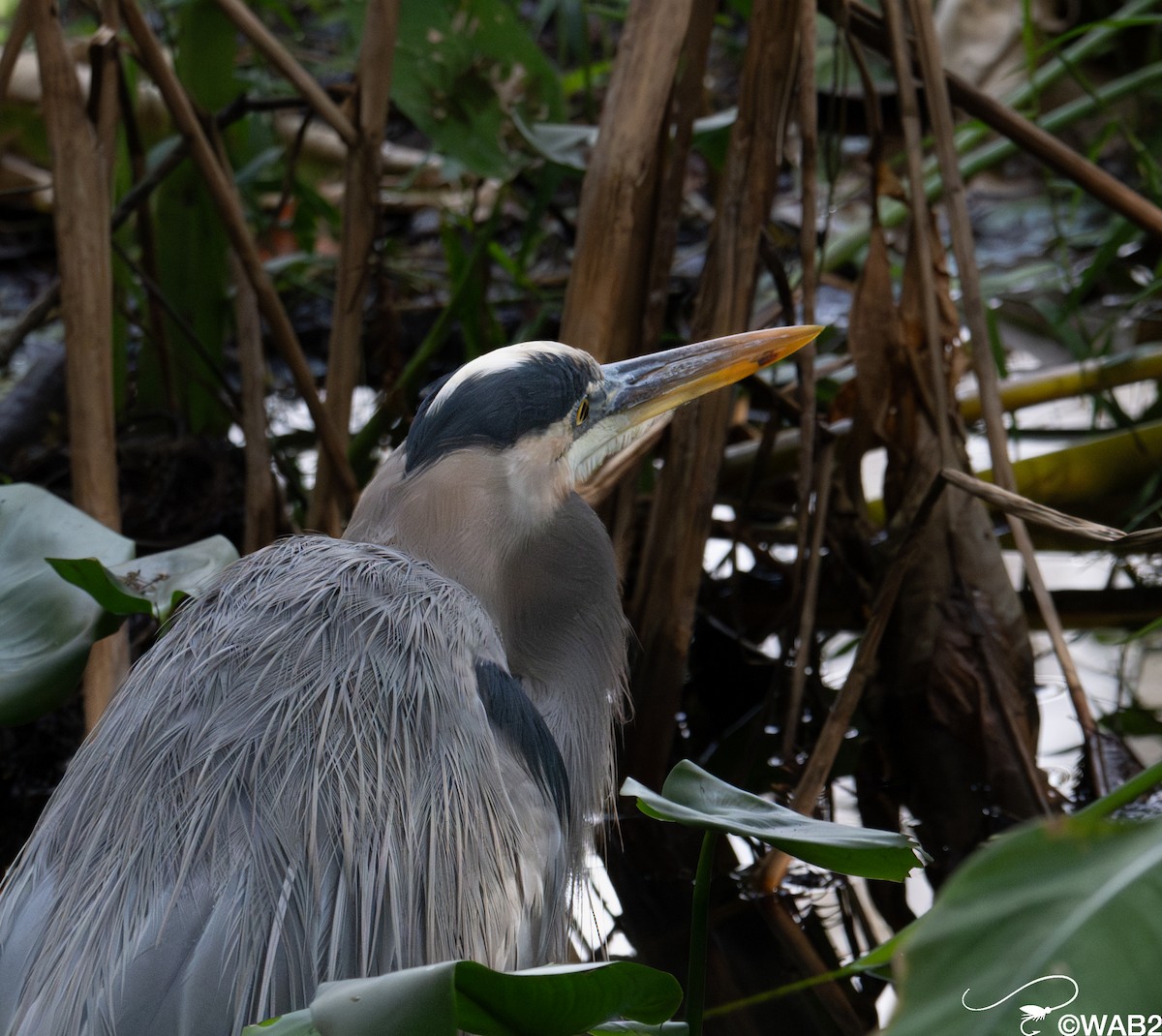 Black-crowned Night Heron - ML646981585