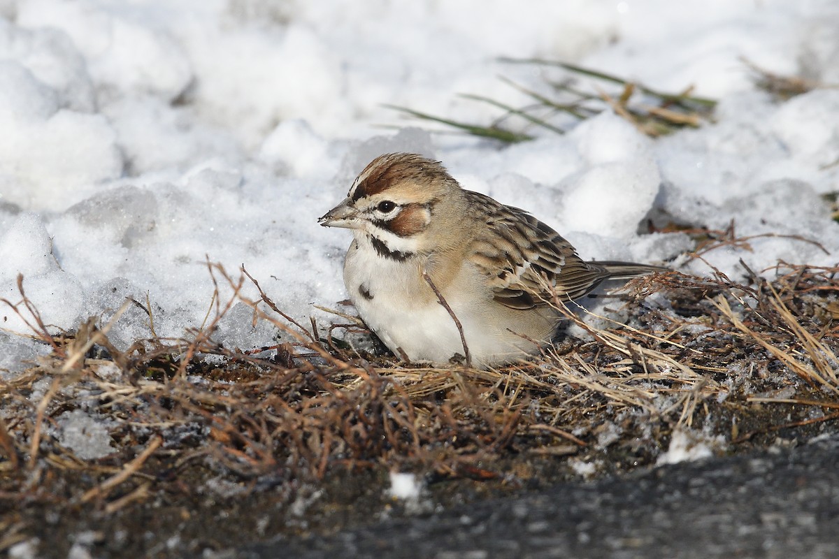 Lark Sparrow - ML646981586