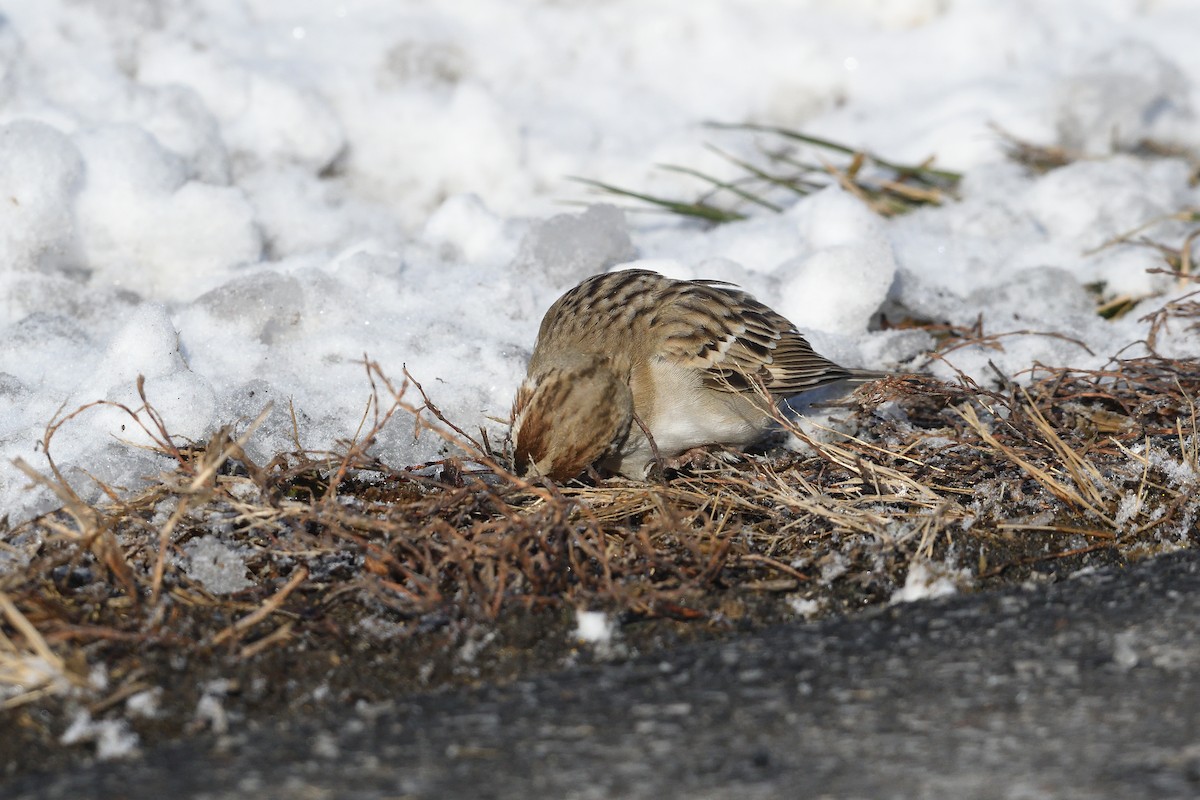 Lark Sparrow - ML646981587