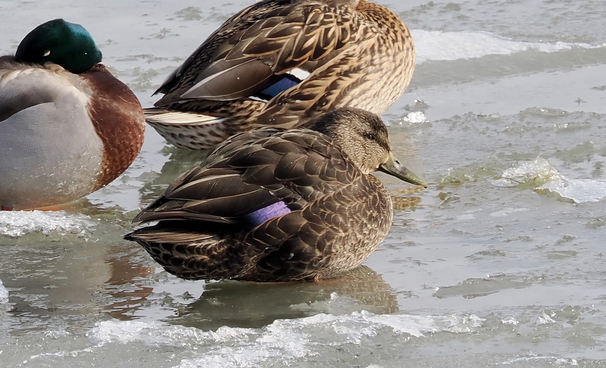 Esmer Ördek - ML646981588