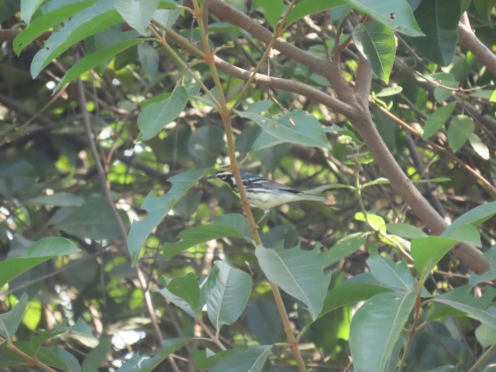 Yellow-throated Warbler - ML646981590