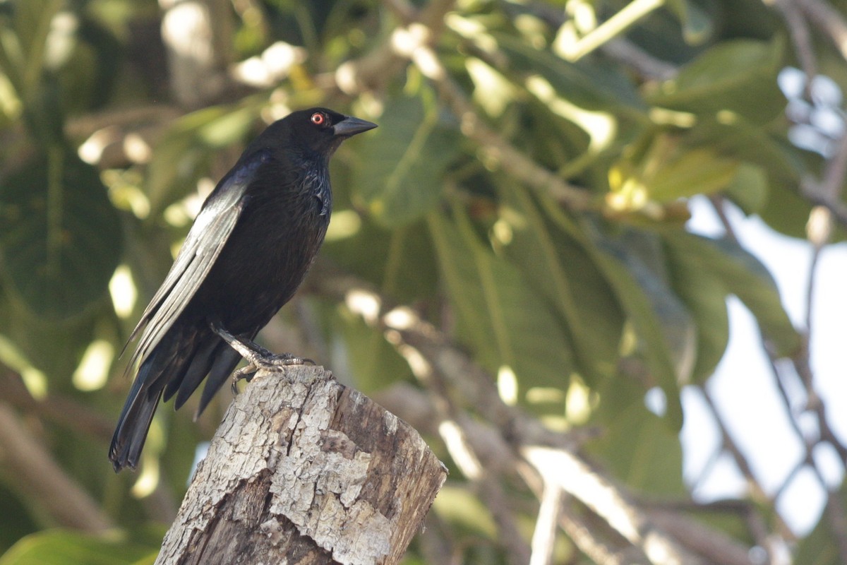 Bronzed Cowbird - ML646981602