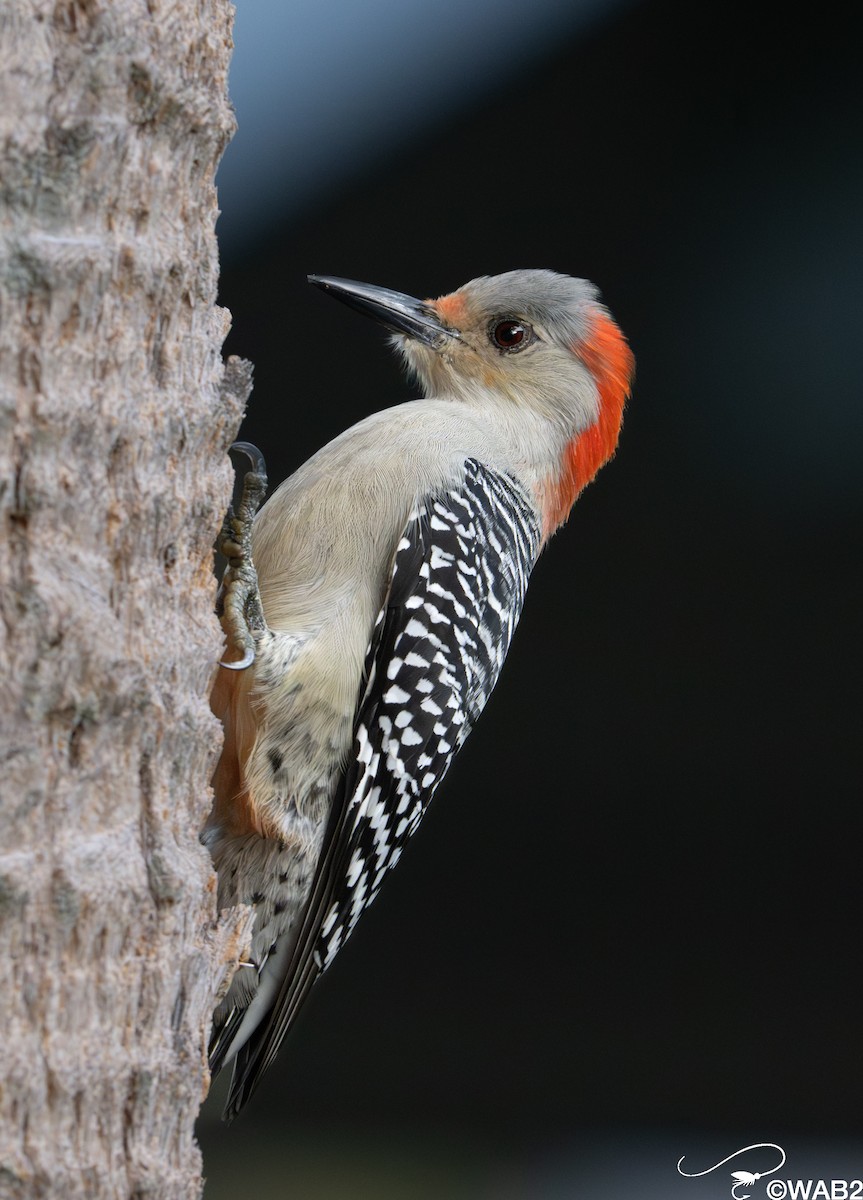 Red-bellied Woodpecker - ML646981603