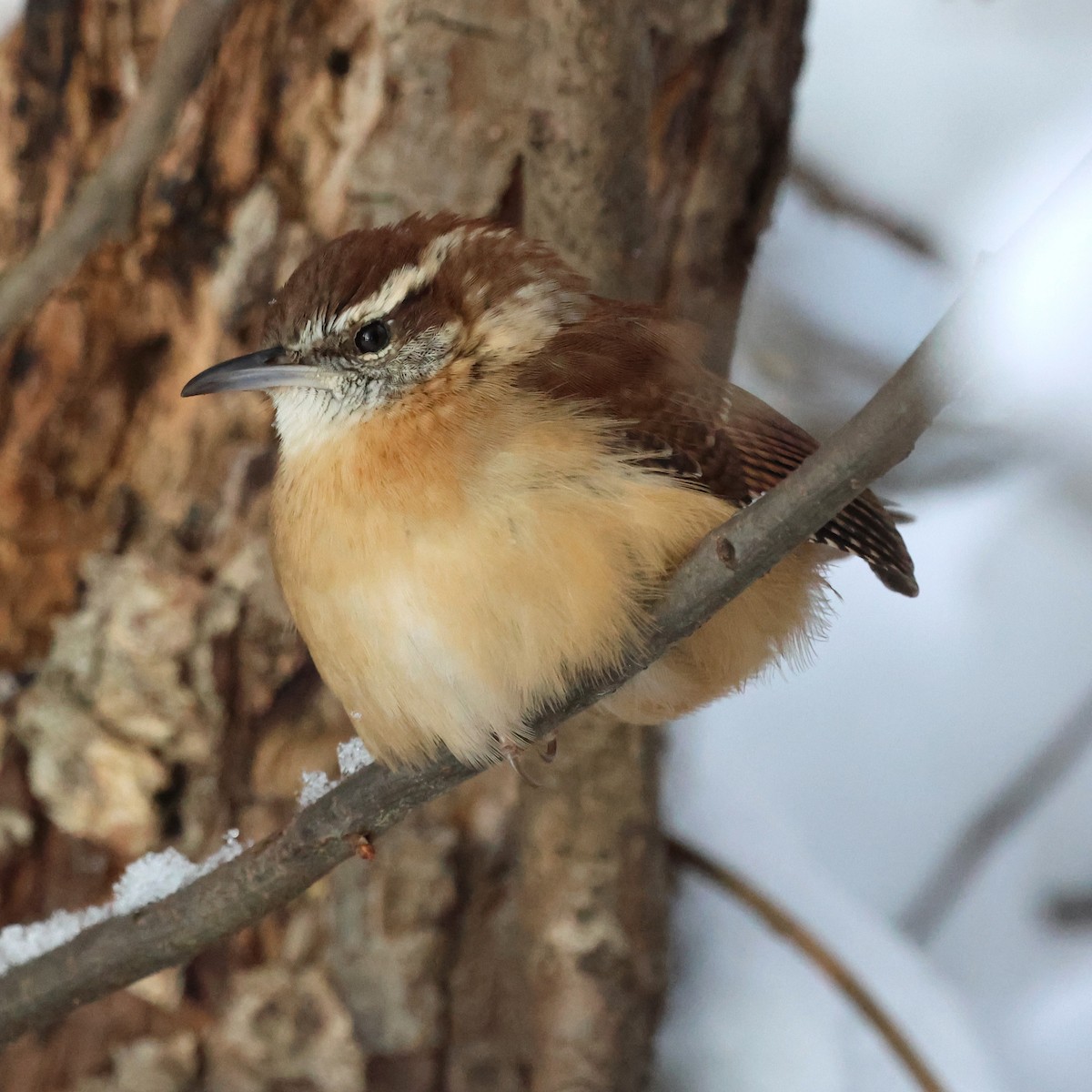 Troglodyte de Caroline - ML646981604