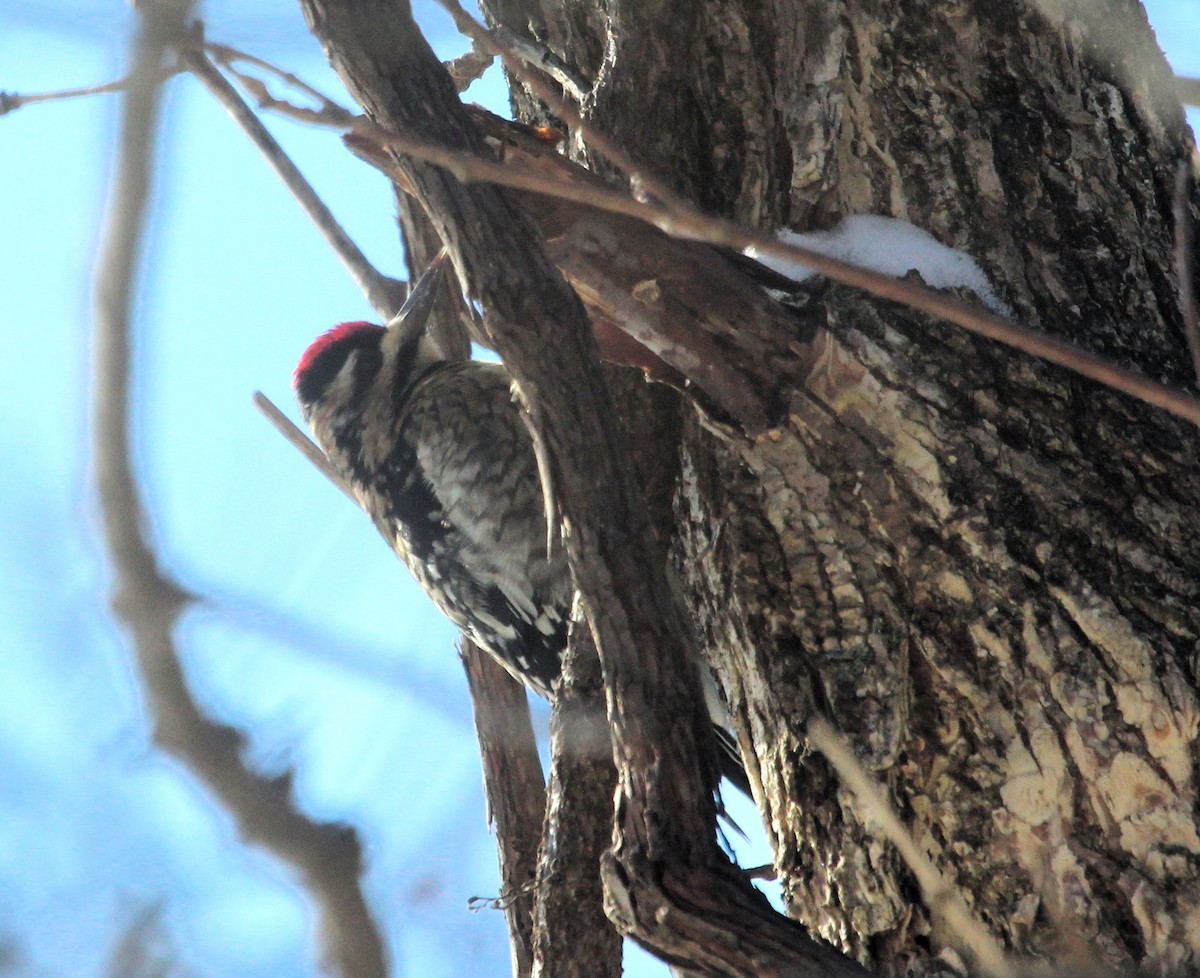 Yellow-bellied Sapsucker - ML646981605