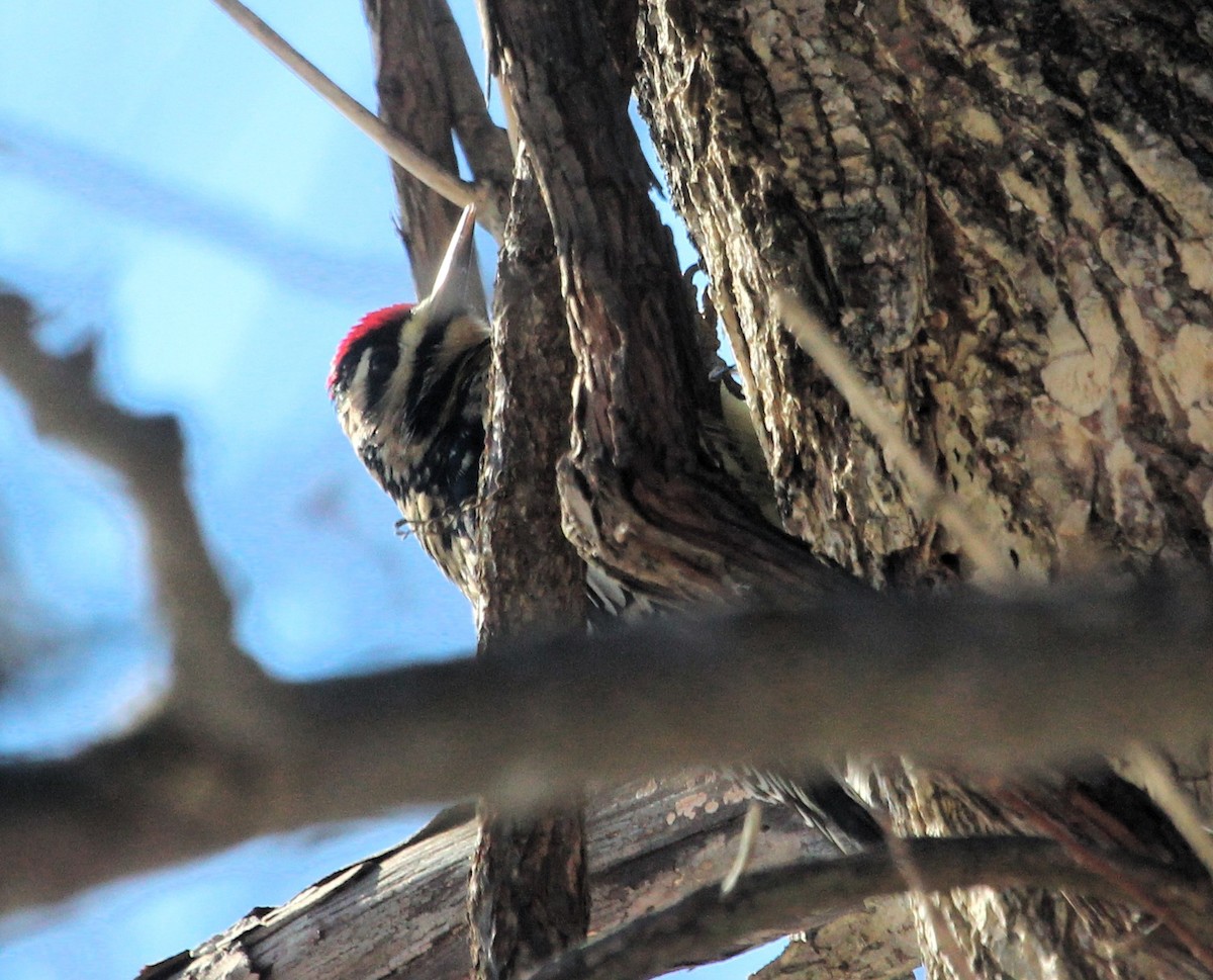 Yellow-bellied Sapsucker - ML646981606