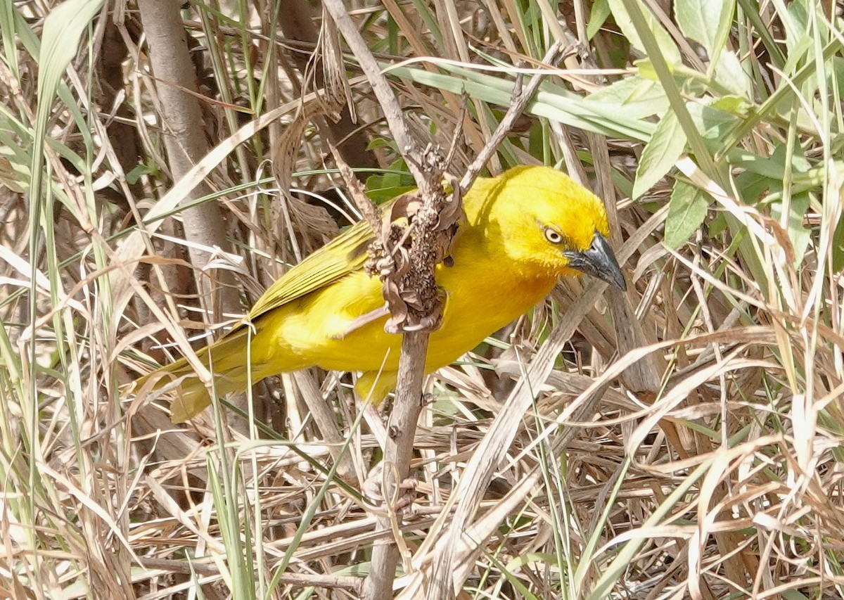 Holub's Golden-Weaver - ML646981607