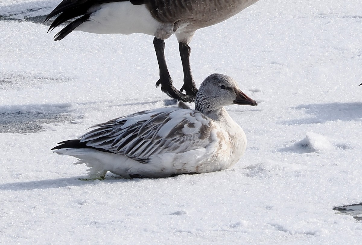 Snow Goose - ML646981608