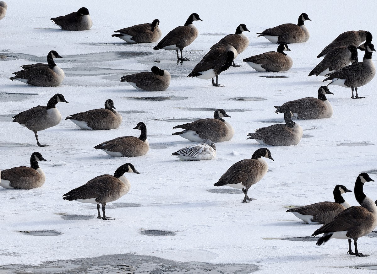 Snow Goose - ML646981610