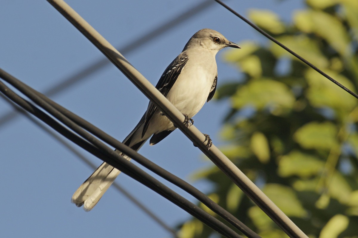 Tropikal Taklitçi - ML646981616