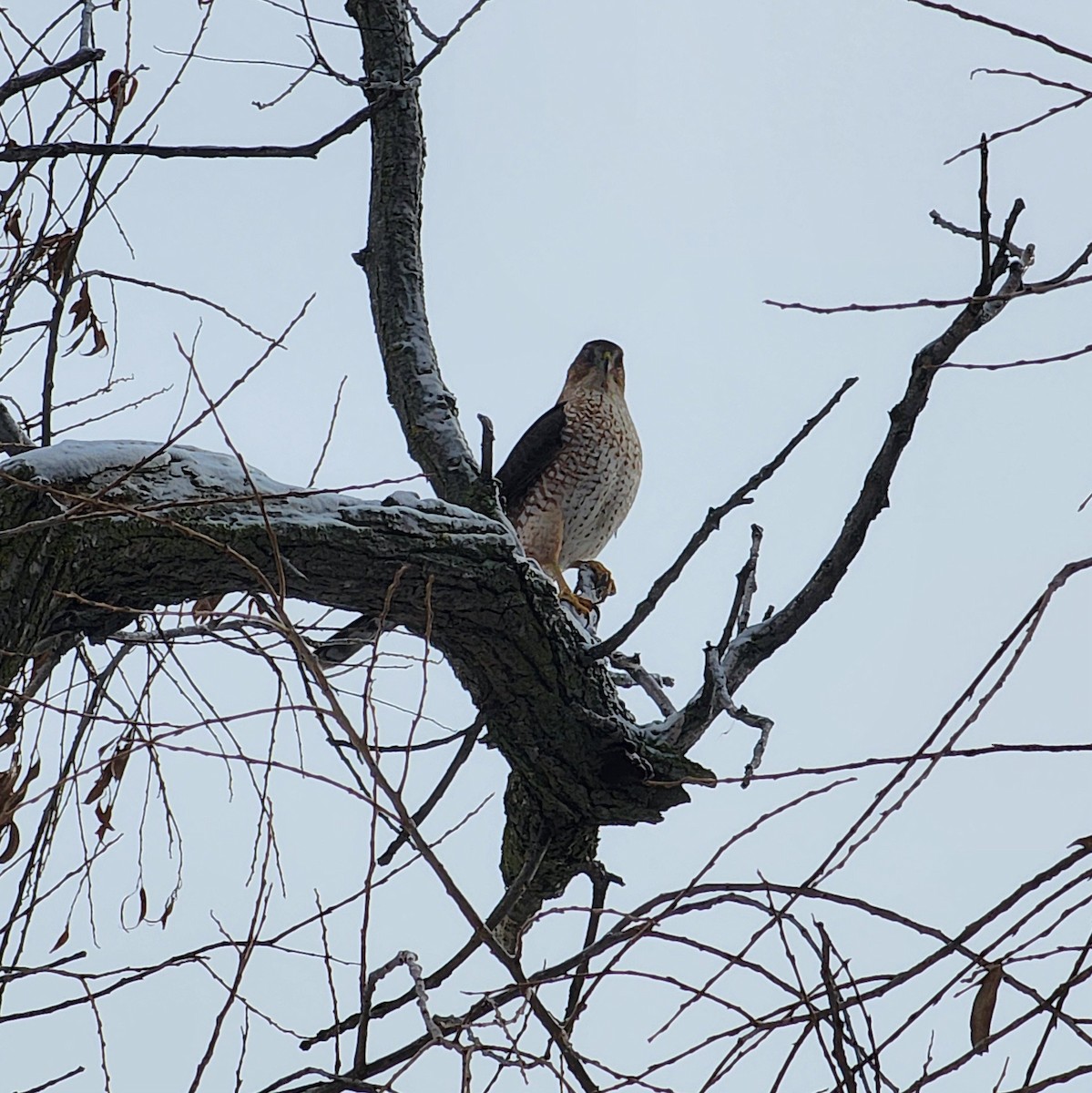 Cooper's Hawk - ML646981617