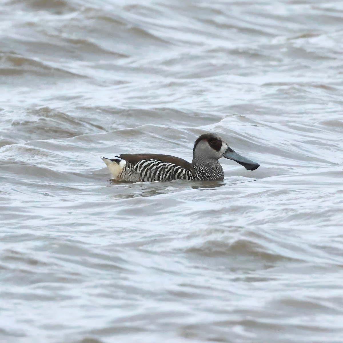 Pink-eared Duck - ML646981618