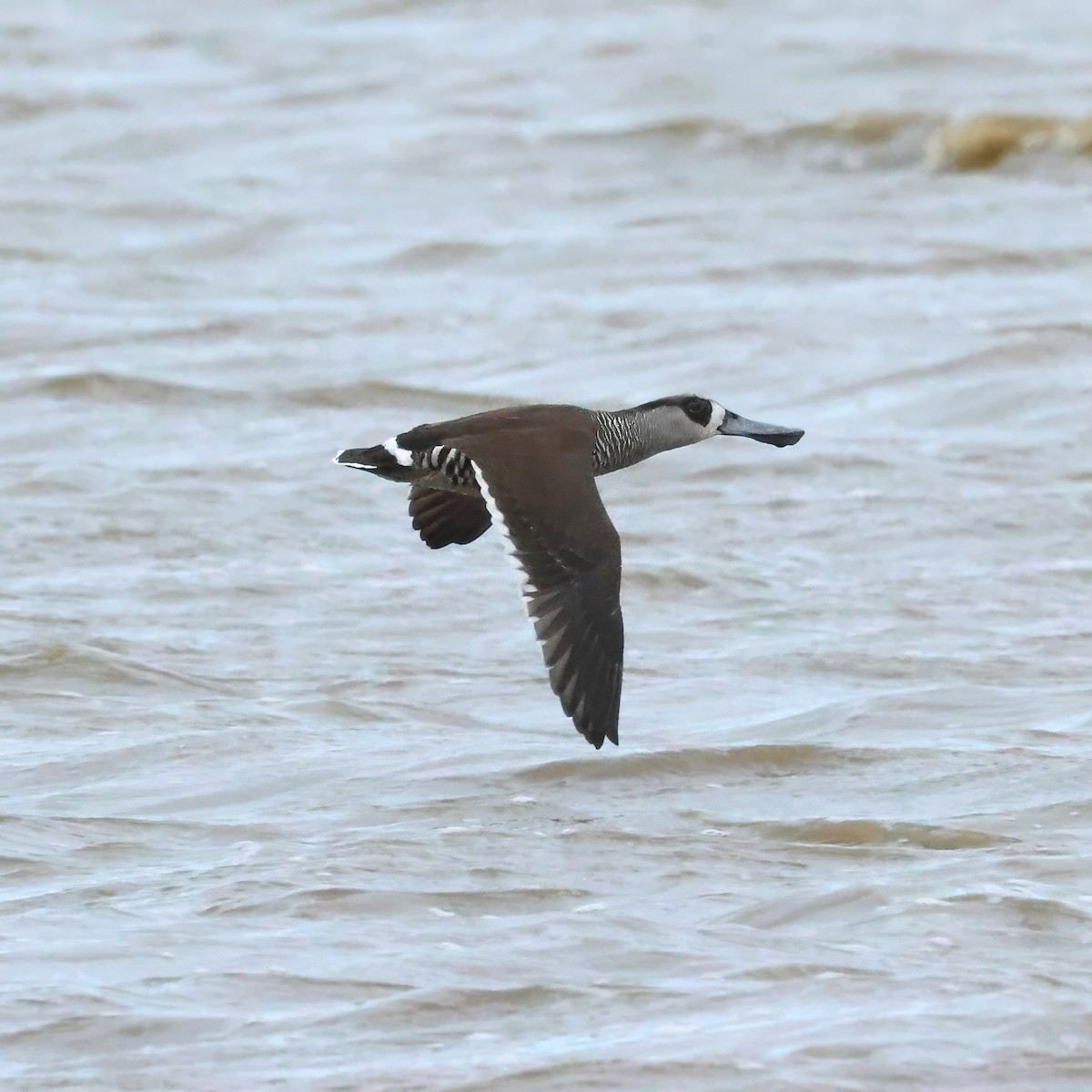 Pink-eared Duck - ML646981624