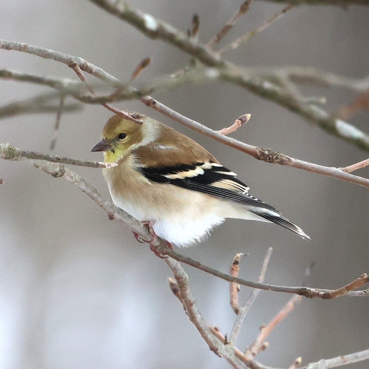 Chardonneret jaune - ML646981625