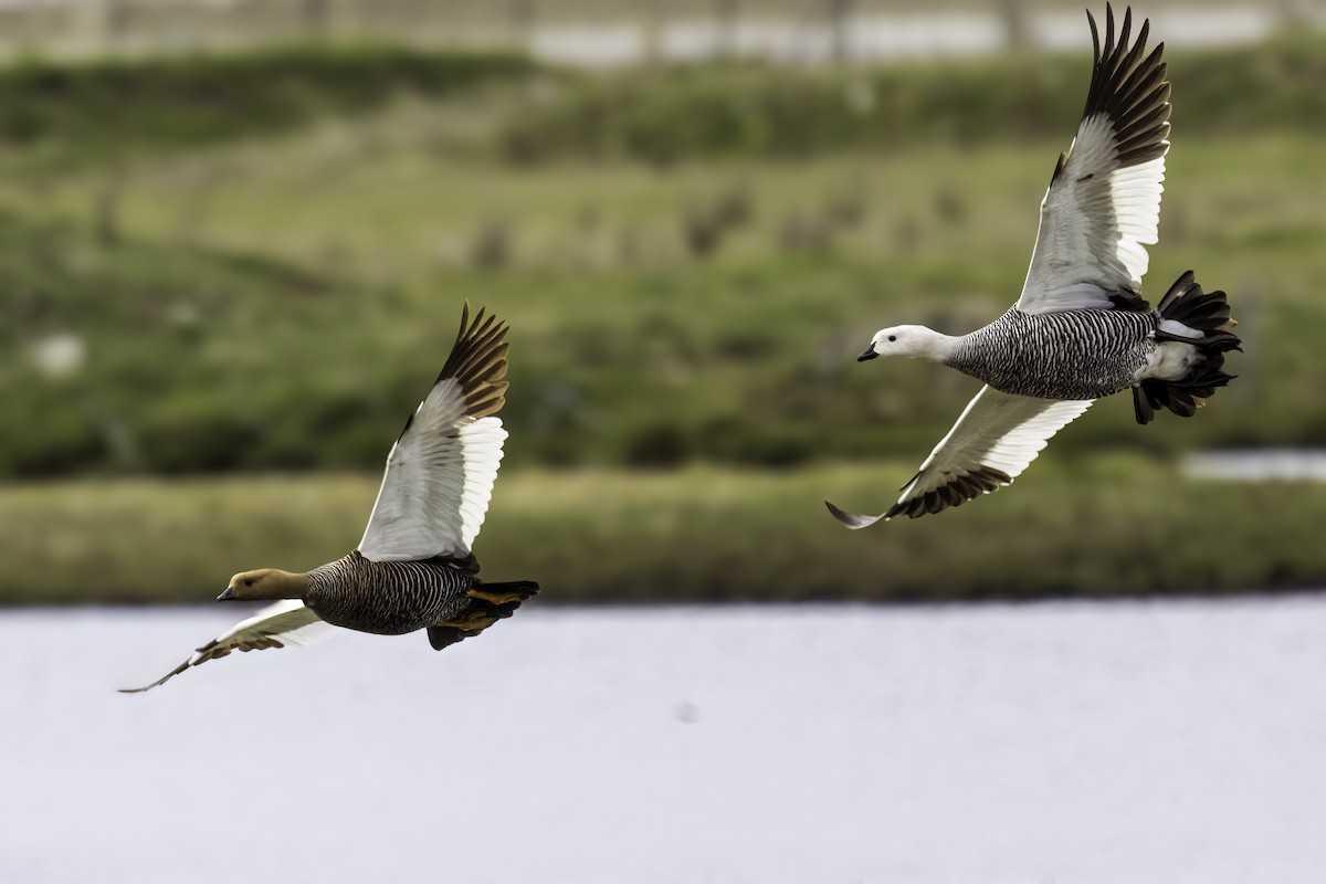 Magallaesko antzara - ML646981627