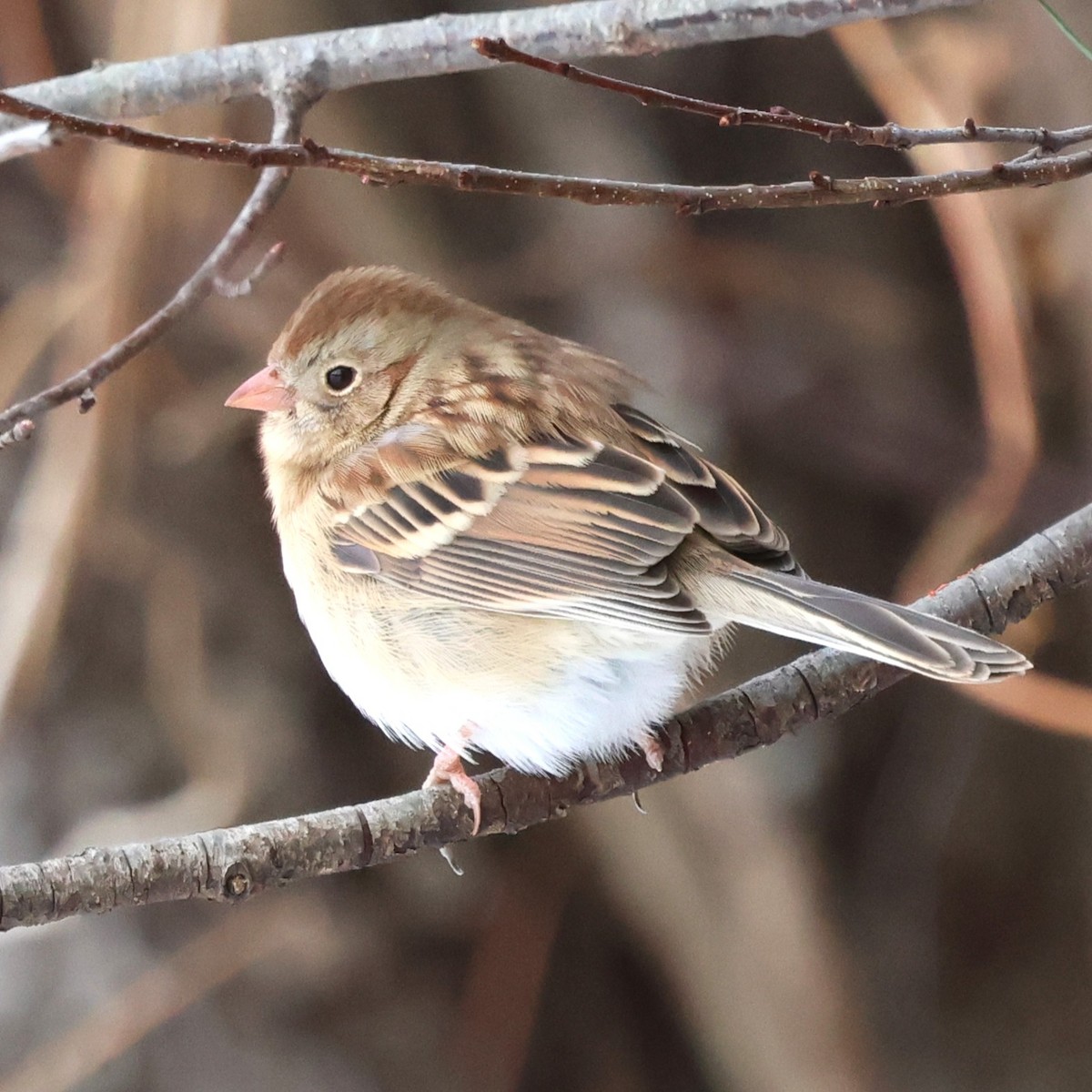 Bruant des champs - ML646981636