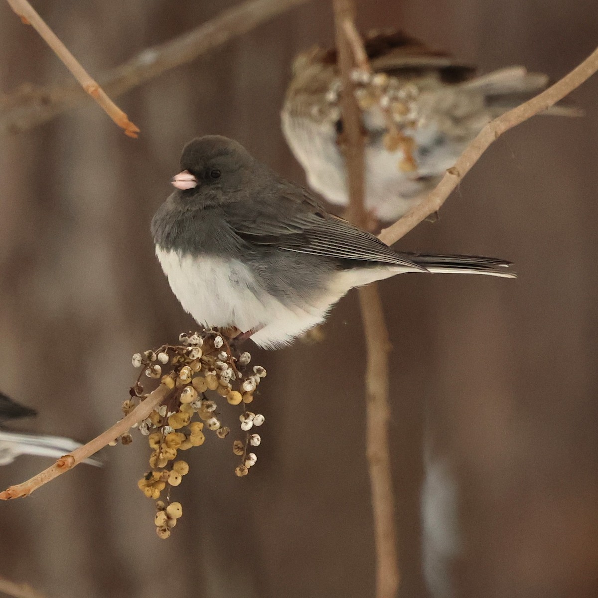 Junco ardoisé - ML646981658