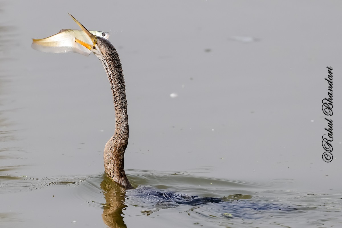 Orient-Schlangenhalsvogel - ML646981662