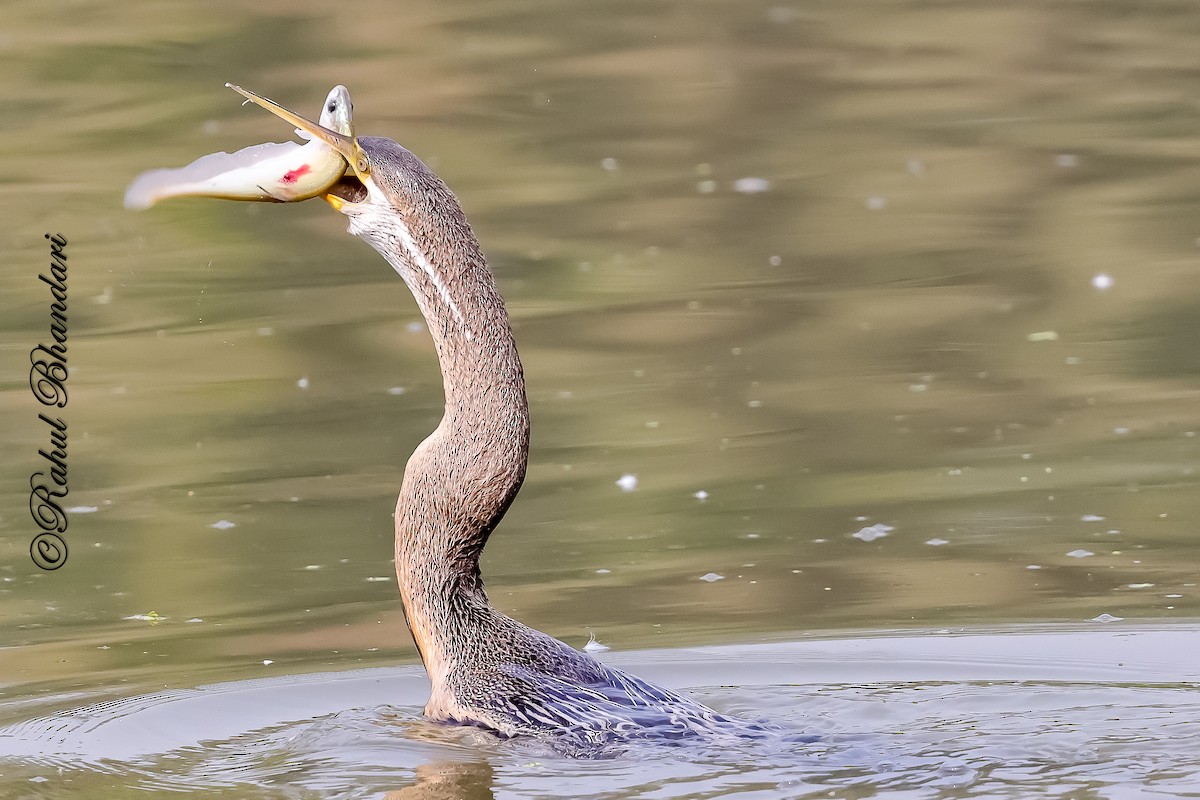 Orient-Schlangenhalsvogel - ML646981663