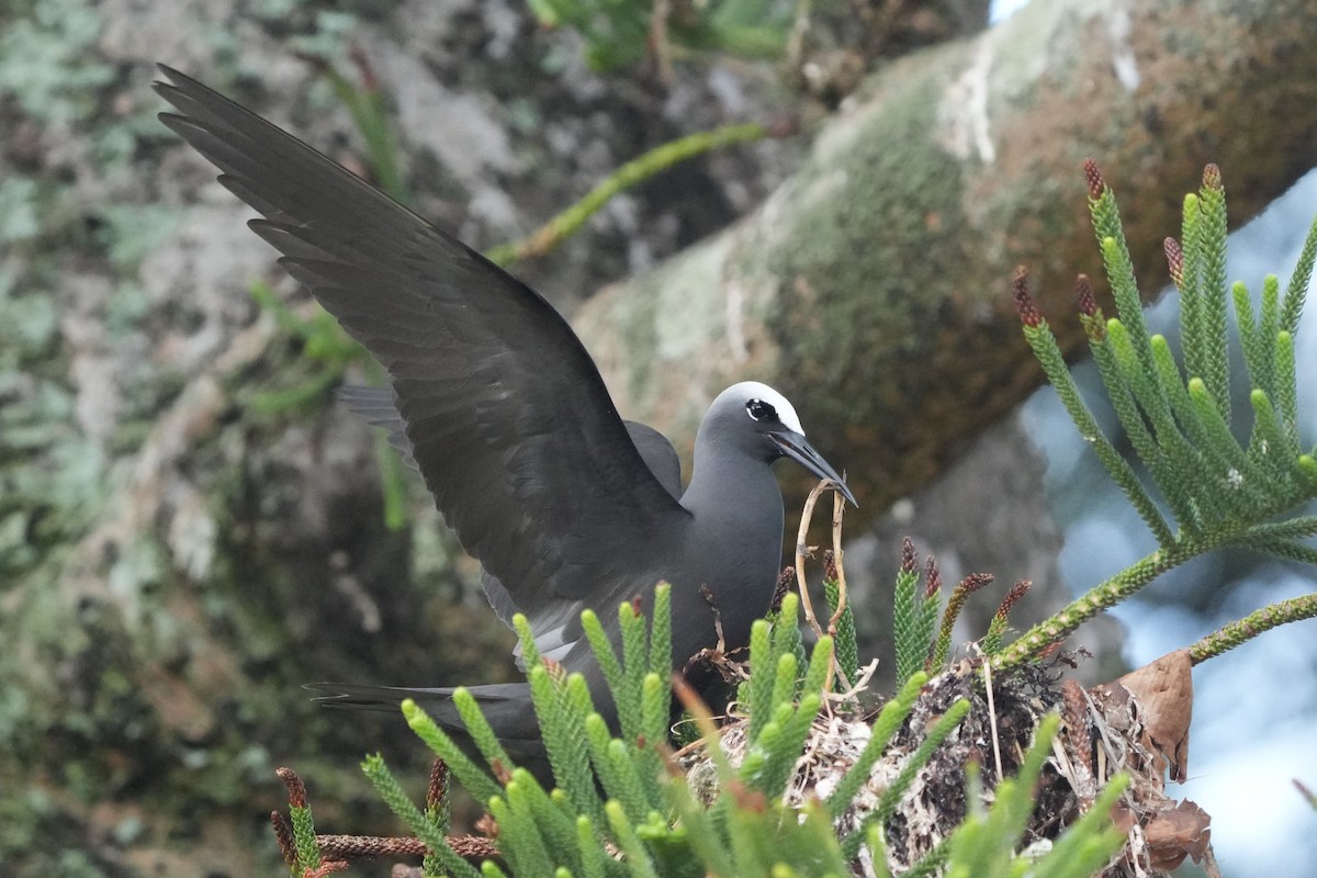 Black Noddy - ML646981665