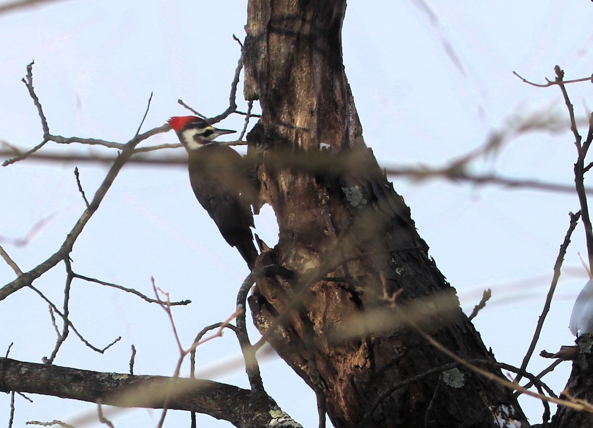 Pileated Woodpecker - ML646981666