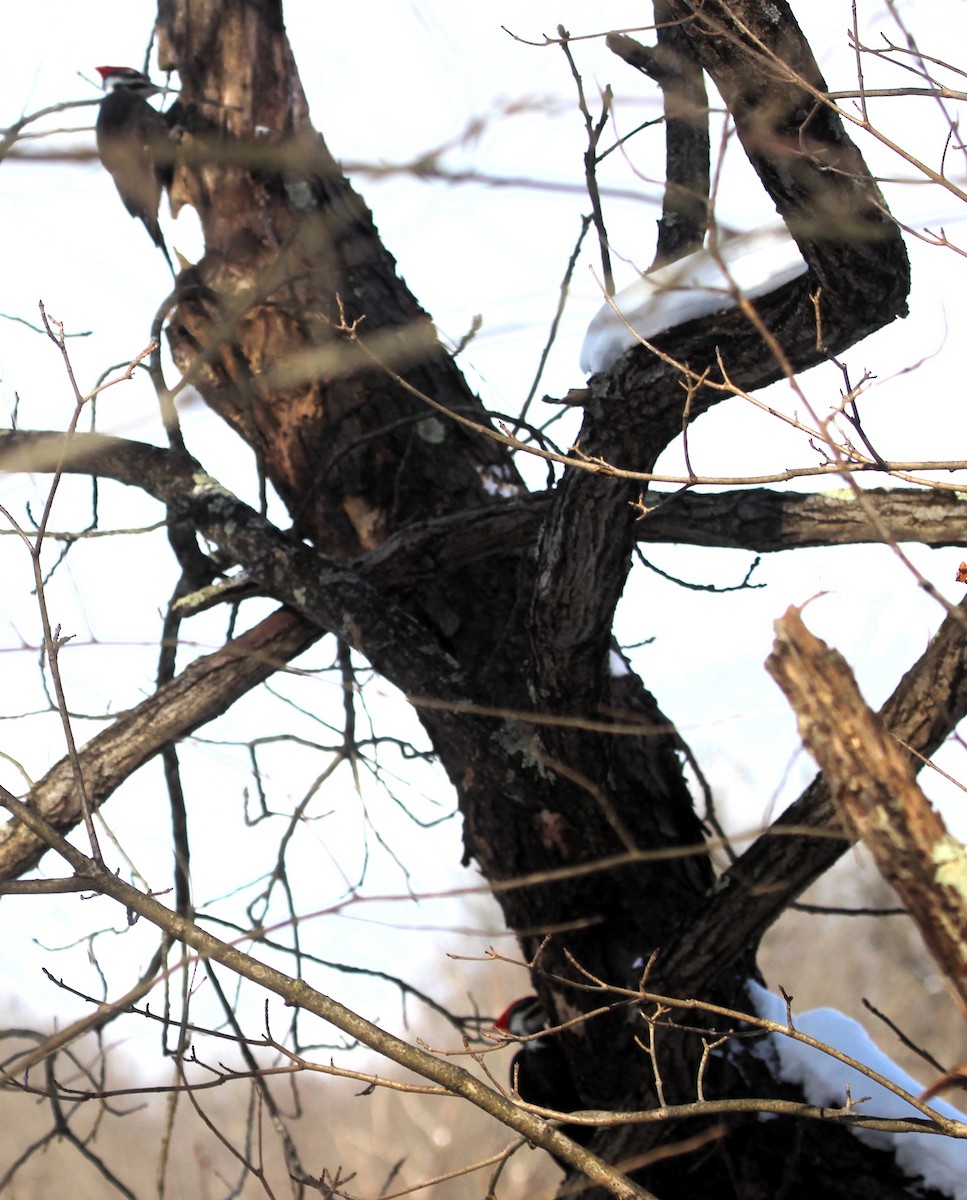 Pileated Woodpecker - ML646981667