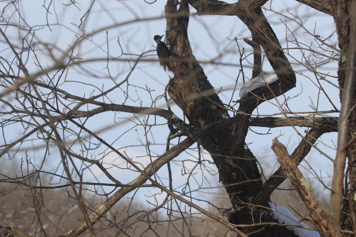 Pileated Woodpecker - ML646981669