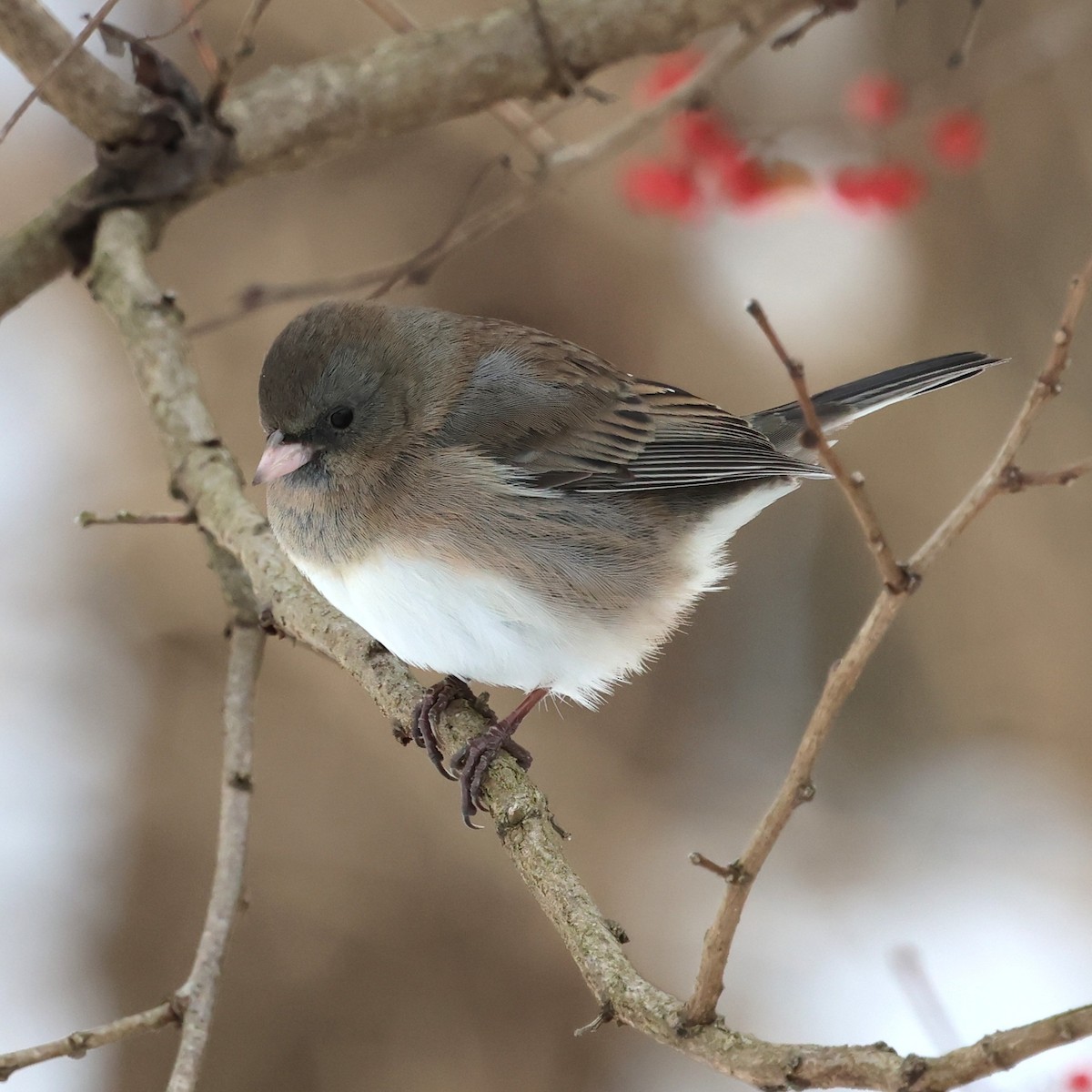 Junco ardoisé - ML646981670