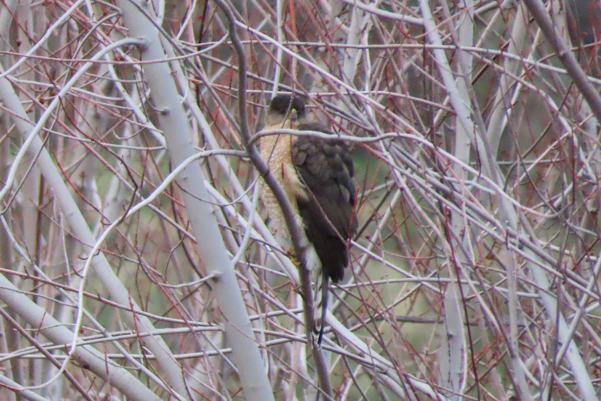 Cooper's Hawk - ML646981672