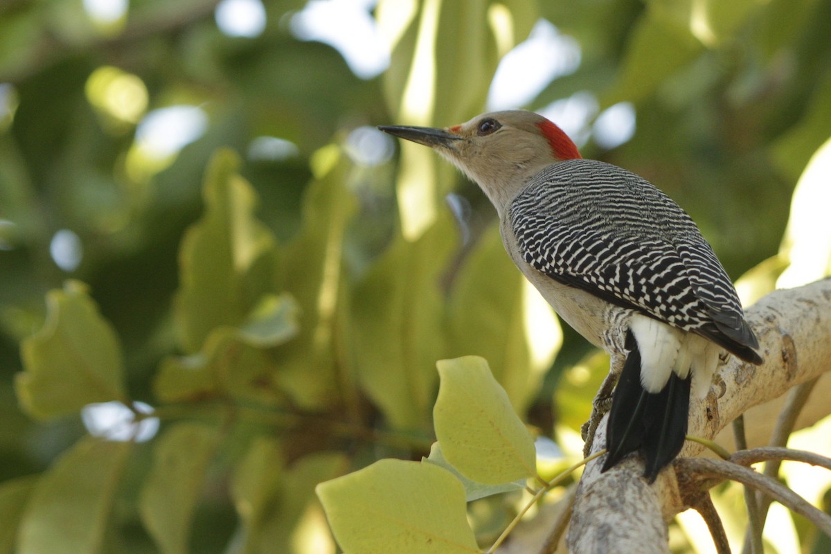 Златолобый дятел - ML646981674