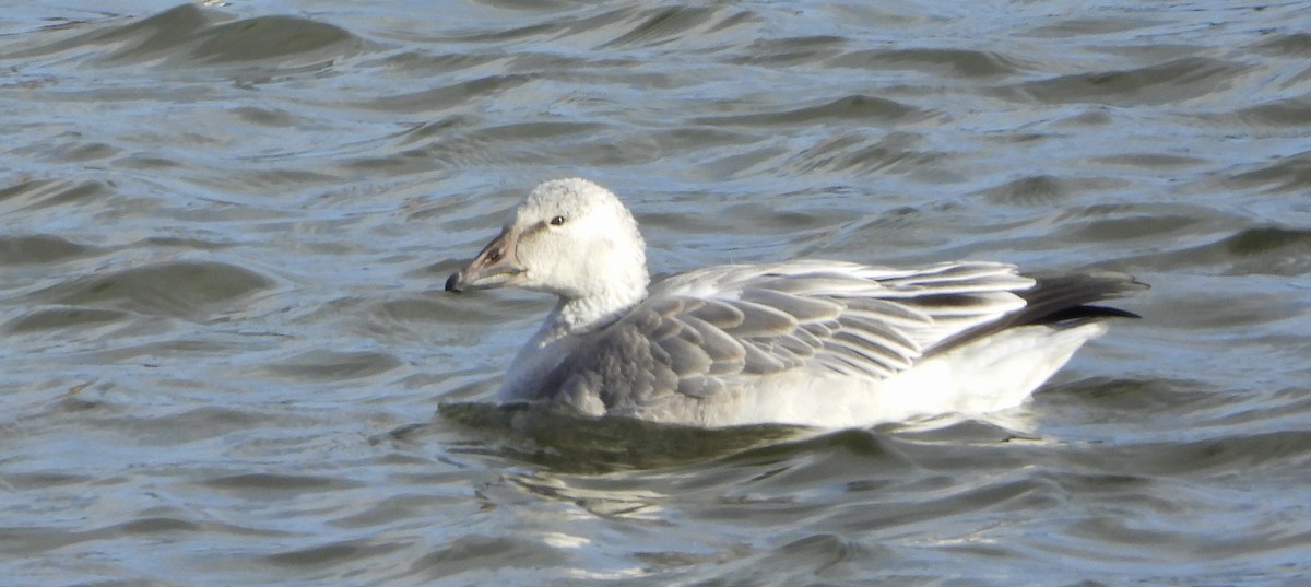 husa sněžní/bělostná - ML646981675