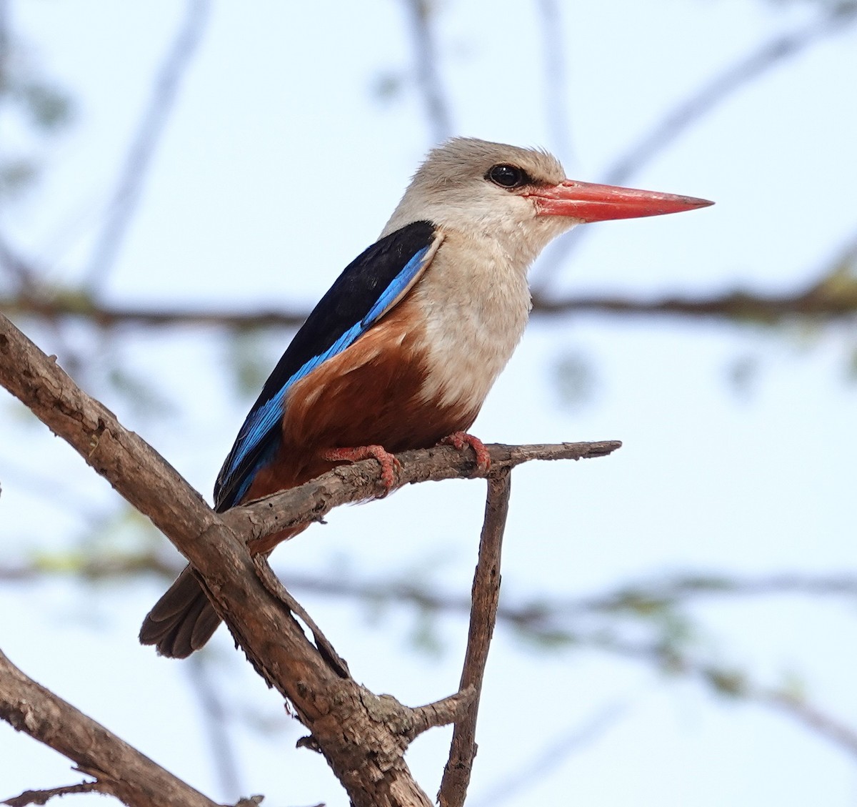 Gray-headed Kingfisher - ML646981676