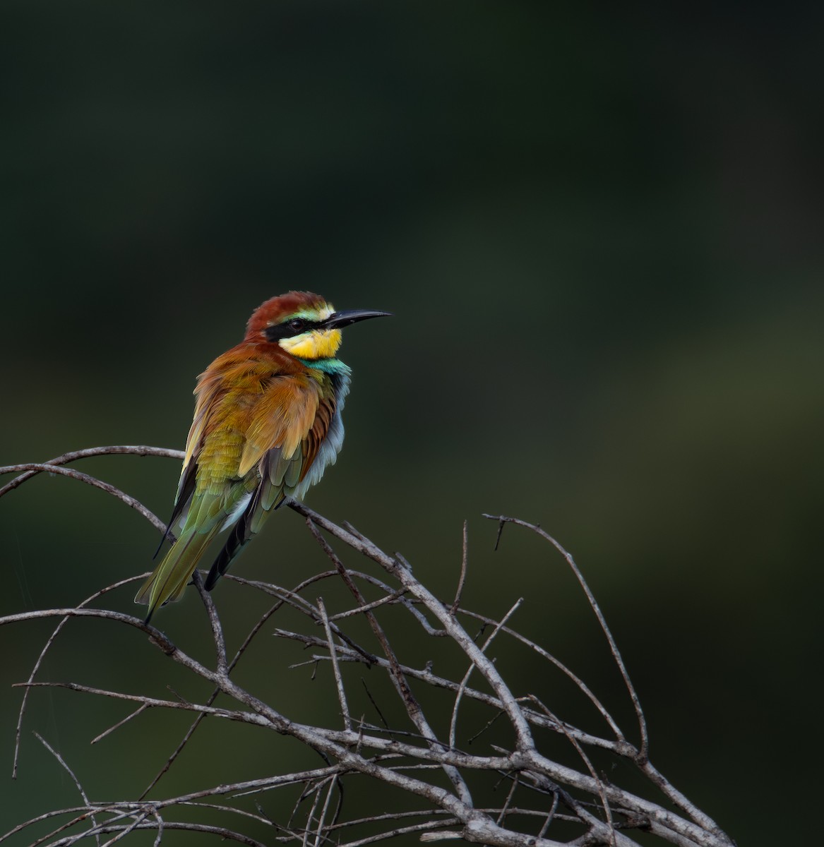 ヨーロッパハチクイ - ML646981677