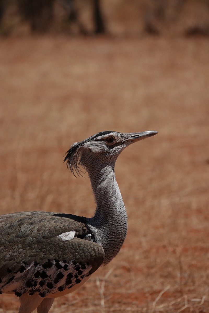 Kori Toyu - ML646981678