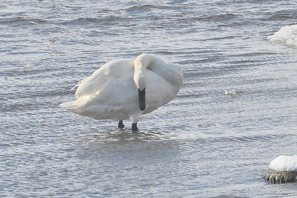Trumpeter Swan - ML646981679