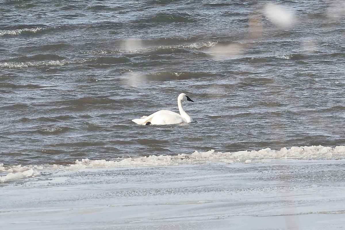 Trumpeter Swan - ML646981680