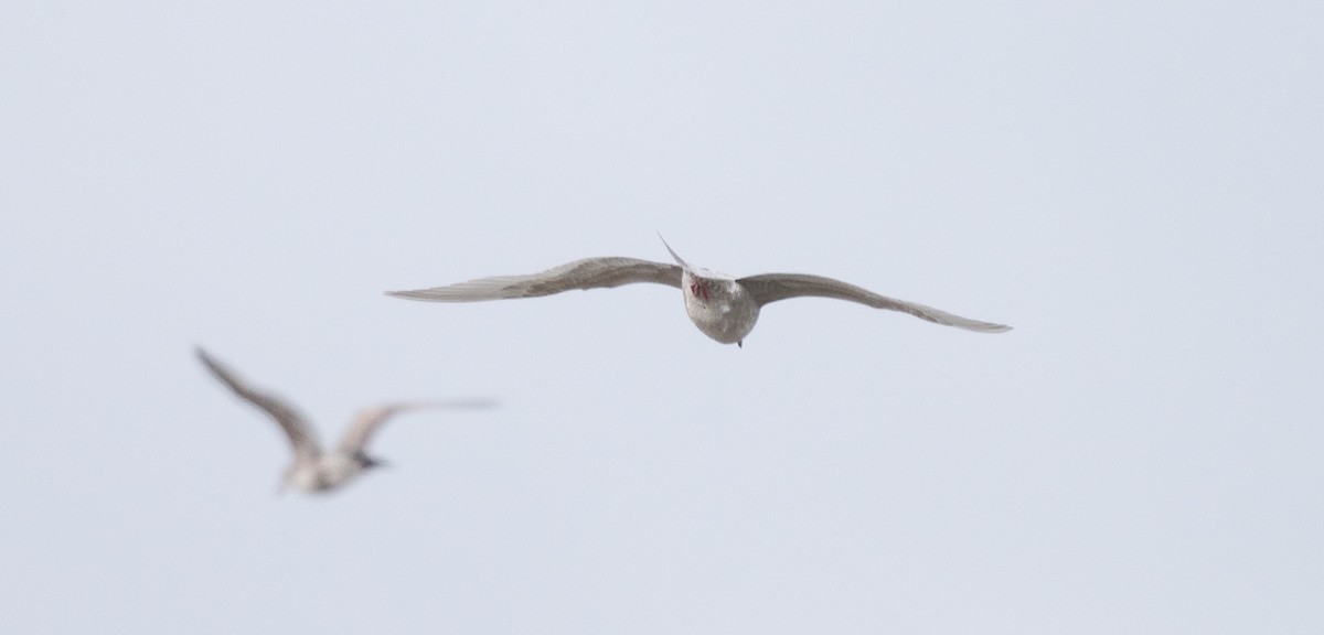 Iceland Gull - ML646981682