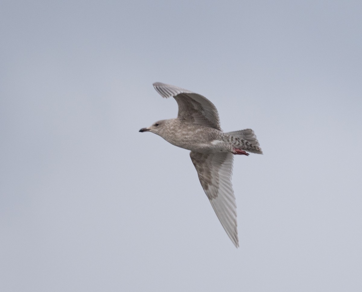 Iceland Gull - ML646981683